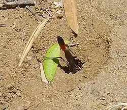 Description de cette image, également commentée ci-après