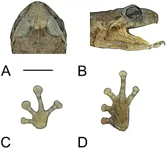 Description de l'image Three-new-species-of-Oreophryne-(Anura-Microhylidae)-from-Papua-New-Guinea-ZooKeys-333-093-g006.jpg.