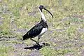 Ibis d'Australie