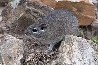 Description de l'image Thrichomys apereoides no Parque Nacional da Serra da Canastra.jpg.