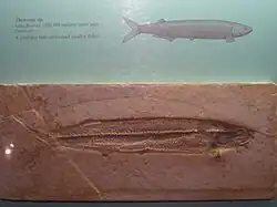 Thrissops sp. - National Museum of Natural History, Smithsonian Institution, Washington, DC, États-Unis.