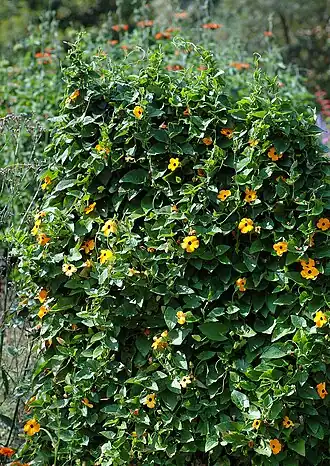 Description de l'image Thunbergia alata - plant (aka).jpg.