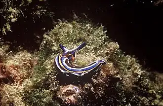 Description de cette image, également commentée ci-après