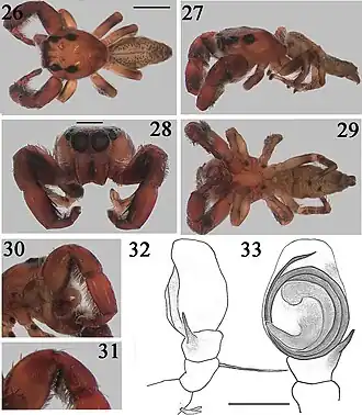 Description de l'image Thyene volombavatanany (10.3897-afrinvertebr.65.126810) Figures 26–31.jpg.