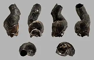 Thylacodes colubrinus (Philippines).