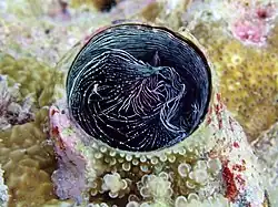 Un vermet Thylacodes grandis