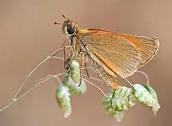 Hespérie de la houque.