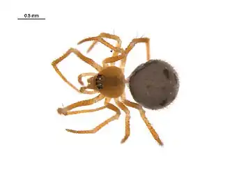 Description de l'image Thymoites camano f1.jpg.