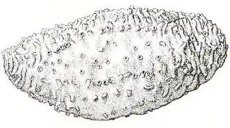Thyone pseudofusus