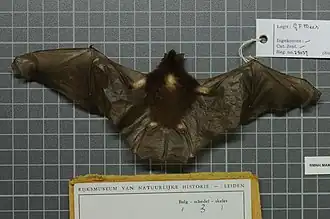 Description de l'image Thyroptera tricolor.jpeg.