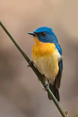 Gobemouche de Tickell.