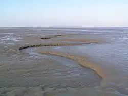Les vasières font partie des habitats d'intérêt européens. Peu spectaculaires, elles sont pourtant importantes dans le cycle du carbone et à l'origine d'une importante productivité biologique, ici sur le littoral de la mer des Wadden Schleswig-Holstein en Allemagne.