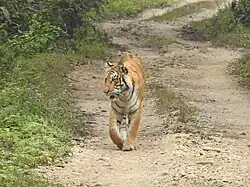 Tigre du Bengale. Depuis les années 1970,les cinq parcs nationaux du Népal abritent la plupart des tigres du pays. Le Tigre est un animal dangereux : entre juillet 2021 et juillet 2022, seize personnes ont été tuées par des tigres dans le parc national de Chitwan.