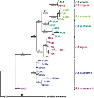 Arbre phylogénétique des tigres, montrant la grande parenté du tigre de la Caspienne (P. t. virgata) et du tigre de Sibérie (P. t. altaica), relativement aux grandes distances séparant les autres sous-espèces et populations de tigres.