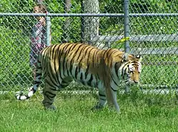 Tigre  ( Panthera tigris)