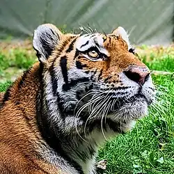 Tigre du Zoo de Granby