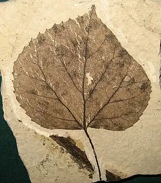 Fossile de feuille de T. johnsoni, 49 Ma, état de Washington.