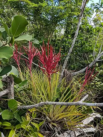 Description de l'image Tillandsia × lineatispica (10.3897-BDJ.9.e62809) Figure 1.jpg.