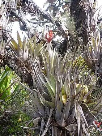 Tillandsia turneri.