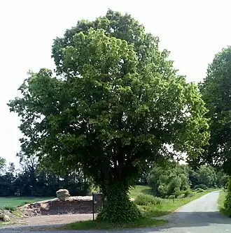 Tilleul de Coigneux.