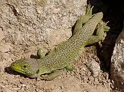 Lézards ocelé