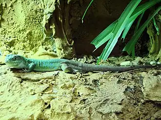 Description de l'image Timon pater (Wroclaw zoo)-2.JPG.