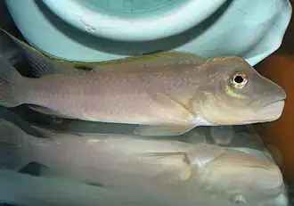 Steatocranus tinanti.