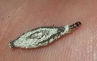 voir la légende ci-après