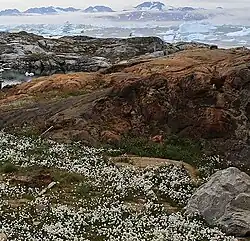 Photographie en couleurs de plantes aux fleurs blanches au premier plan, une masse rocheuse ocre-rouge au second plan, les eaux d'un fjord parsemées d'icebergs en arrière-plan.