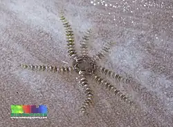 Ophiothela mirabilis.