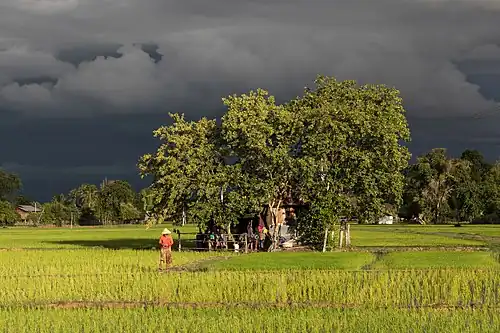 Petite maison en bois et tôles rouillées, habitée et entourée d'arbres et de clôtures en bambou, au milieu des rizières vertes, avec de longues ombres au soleil sous un ciel orageux, et une femme portant un pull rouge et un chapeau de paille conique, marchant de face, pendant la mousson, à Don Det.