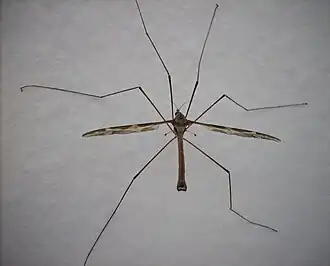 Description de l'image Tipula maxima-20080710-07.jpg.