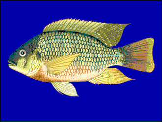 Tilapia à poitrine rouge (Tilapia rendalli).