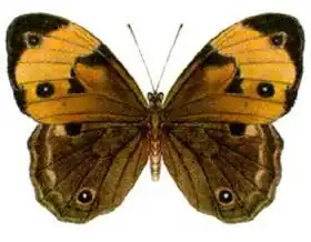 Description de l'image Tisiphone helena (ento-csiro-au).jpg.