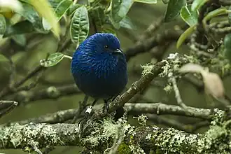 Description de l'image Tit-like Dacnis - South Ecuador S4E3133 (22856127167).jpg.