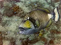 Balistidae, Baliste titan