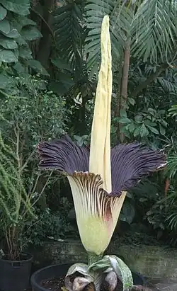 Arum titan.