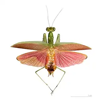 Description de cette image, également commentée ci-après