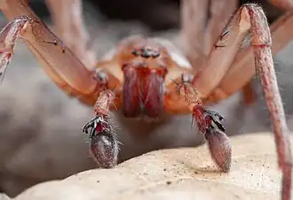 Description de l'image Titiotus hansii, male (F Zoropsidae) (4498525537).jpg.