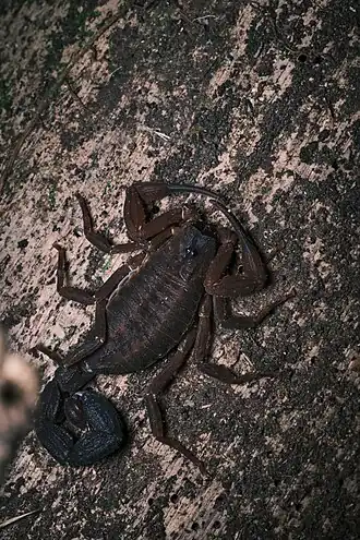 Description de l'image Tityus achilles.jpg.
