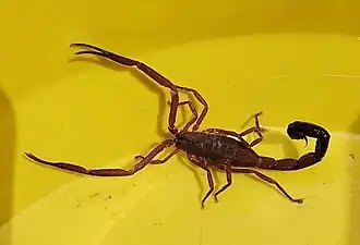 Description de l'image Tityus antioquensis 178964421.jpg.