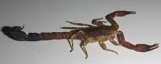 Description de l'image Tityus clathratus.jpg.