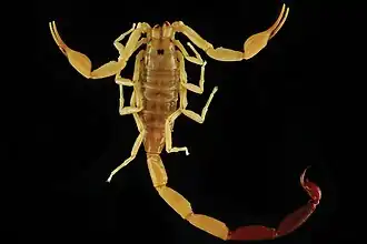 Description de l'image Tityus gasci (10.3897-zookeys.764.25108) Figure 10.jpg.