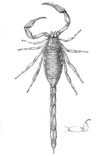 Description de l'image Tityus insignis 1894.jpg.