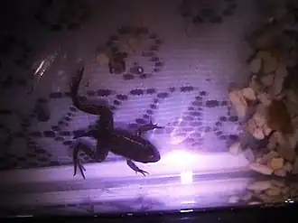 Description de l'image Tlaloc's Leopard Frog imported from iNaturalist photo 398754 on 20 April 2022.jpg.