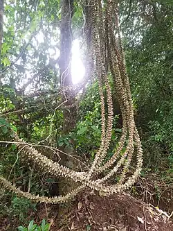 Toddalia asiatica (plante-hôte)