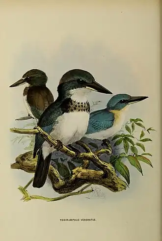 Description de l'image Todiramphus veneratus by John Gerrard Keulemans.jpg.