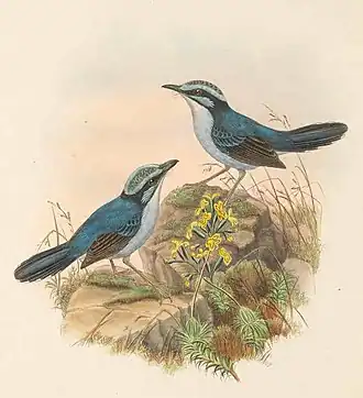 Description de l'image Todopsis grayi - The Birds of New Guinea (cropped).jpg.