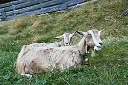 photo couleur de deux chèvre beige-grises couchées dans l'herbe d'un pâturage.