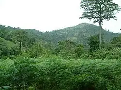 Paysage verdoyant de la région des Plateaux.